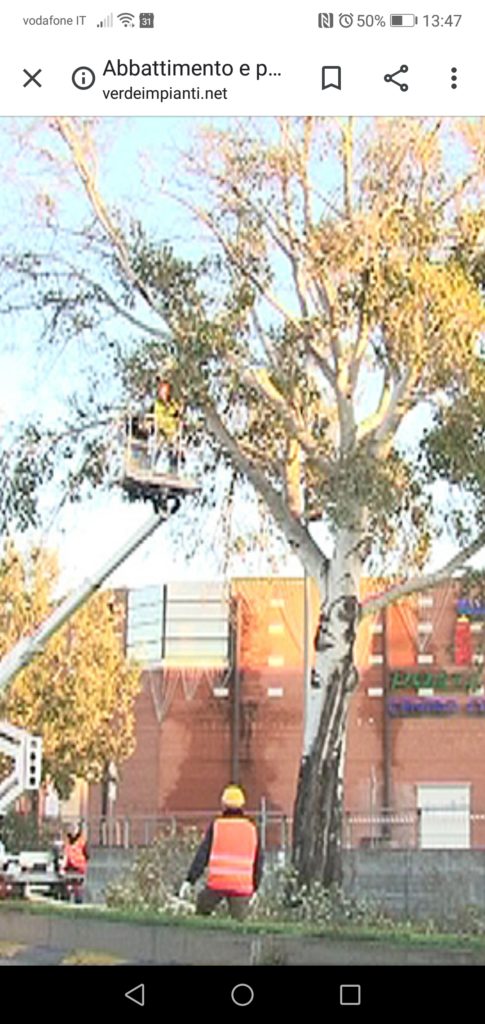 abbattimento alberi di pioppo nella via Cagliari a Oristano con piattaforma aerea 
Ditta Verde Impianti di Trogu Isahel 