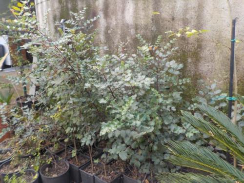 IMG-20191224-WA0006